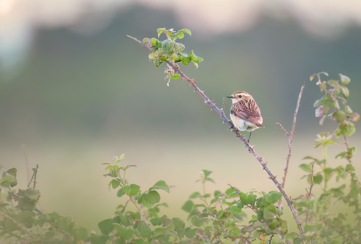 Whinchat - ML620075792
