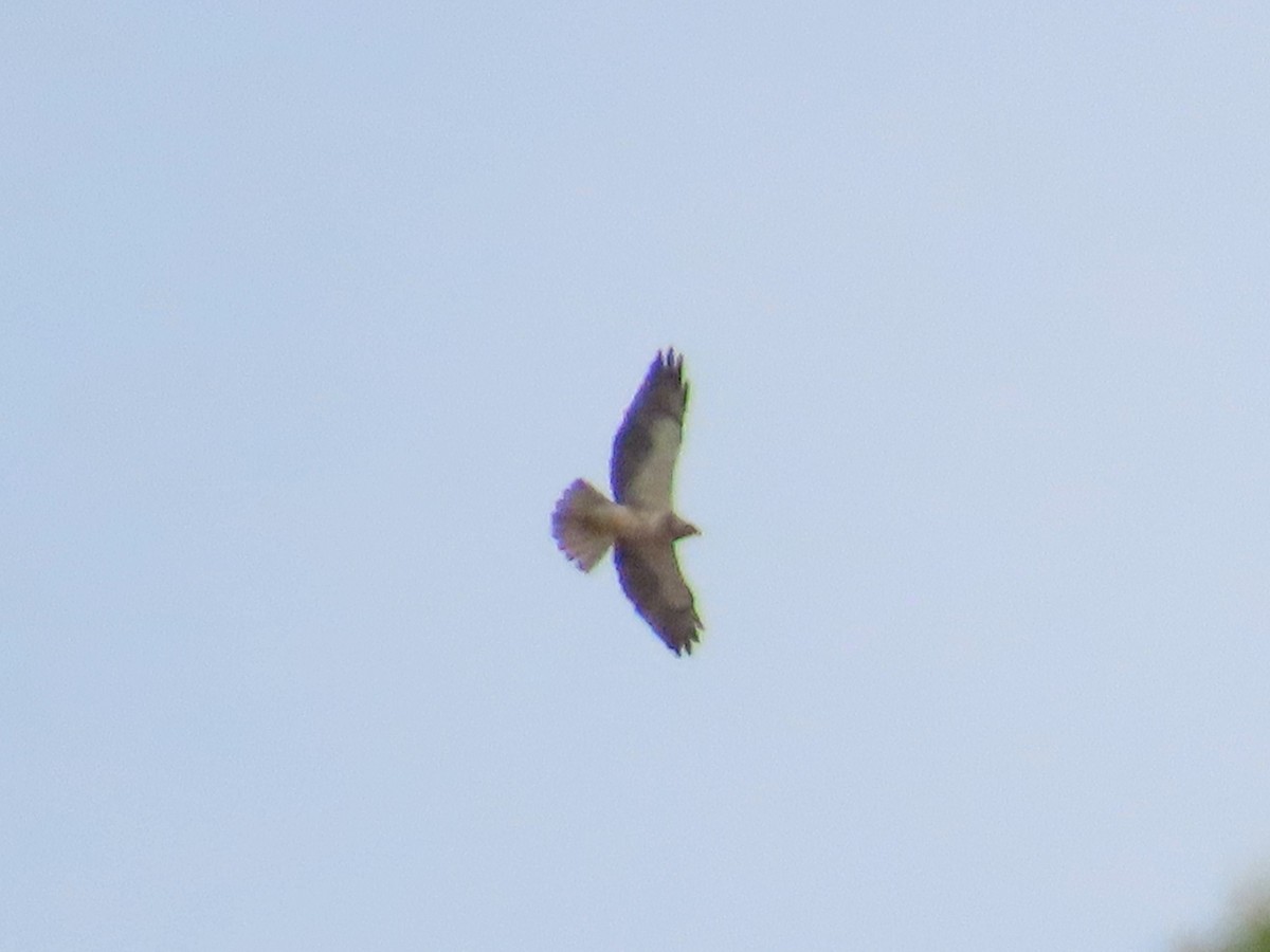 Swainson's Hawk - ML620075810