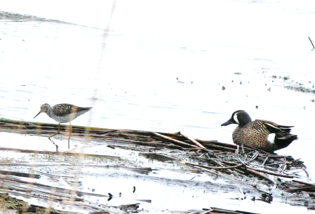 Blue-winged Teal - ML620075812