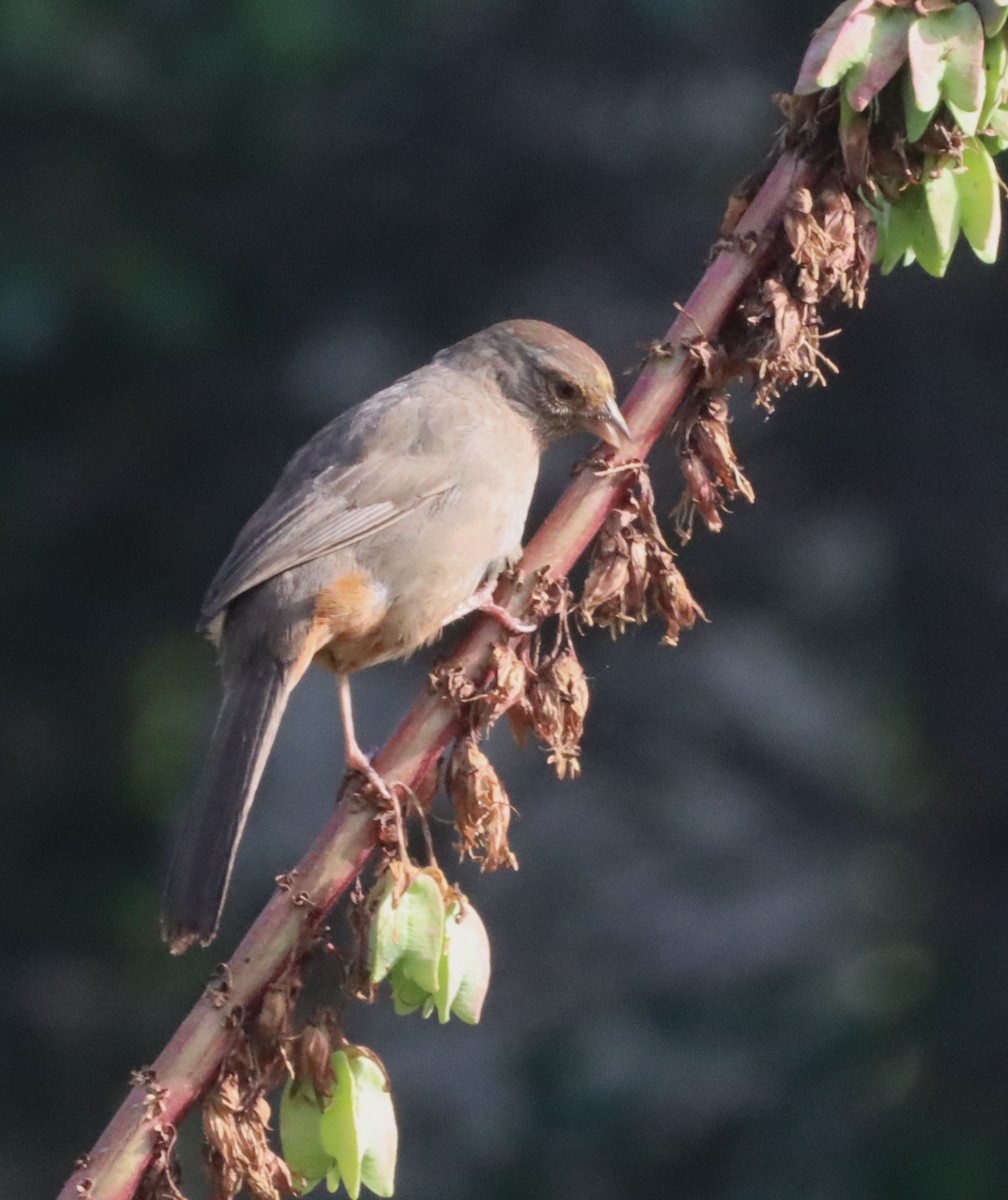 California Towhee - ML620075823