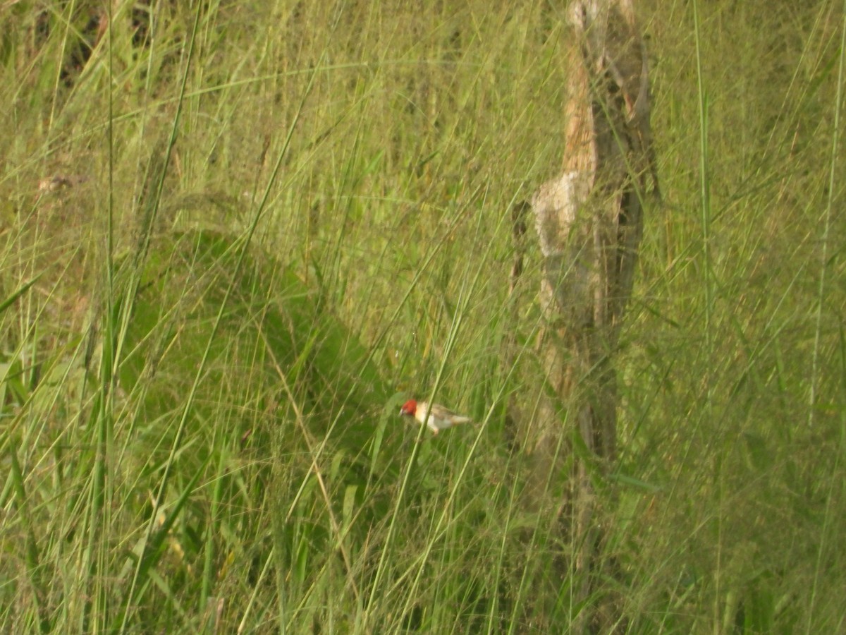 Red-headed Quelea - ML620075827