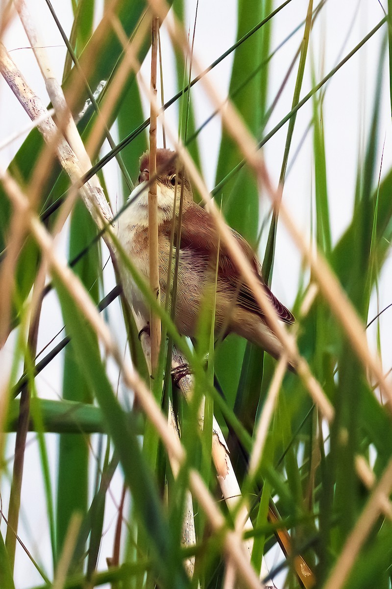 Common Reed Warbler - ML620075830