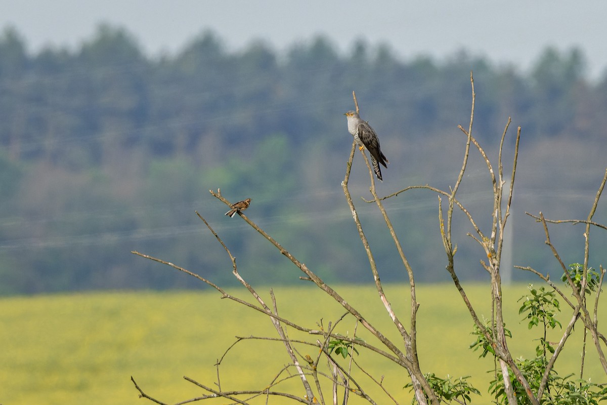 Common Cuckoo - Gabi Uhrova