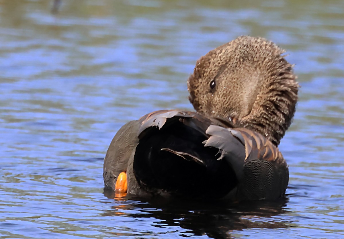 Gadwall - ML620075834