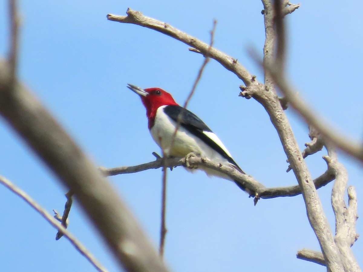 Red-headed Woodpecker - ML620075844