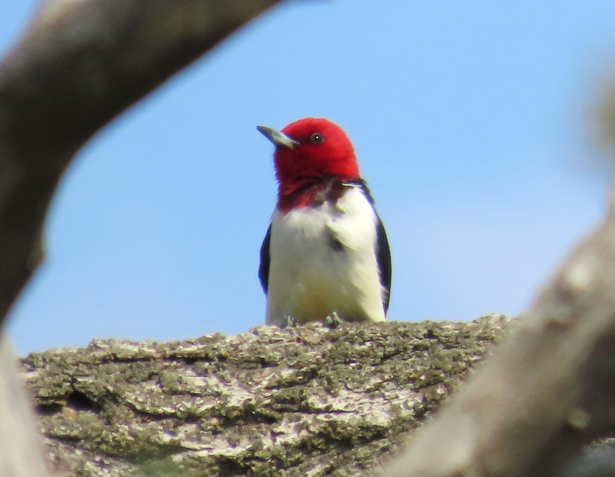 Red-headed Woodpecker - ML620075845