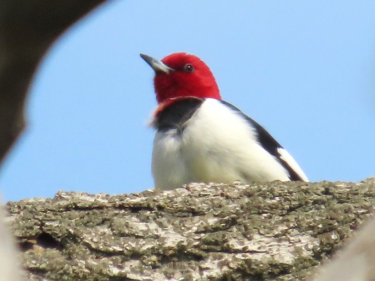 Red-headed Woodpecker - ML620075846