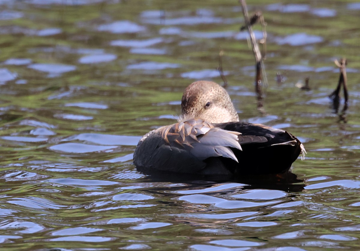 Gadwall - ML620075848