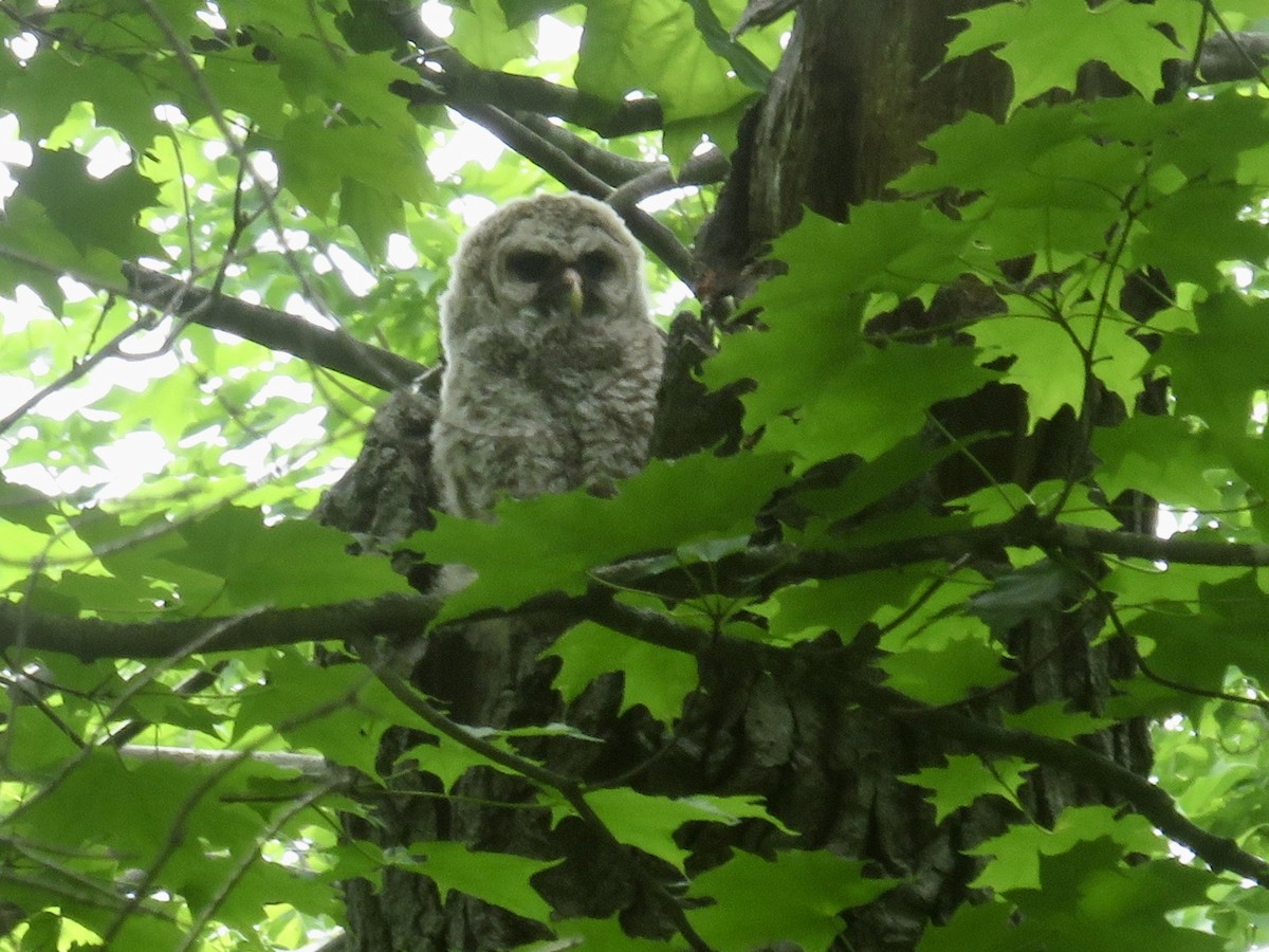Barred Owl - ML620075851