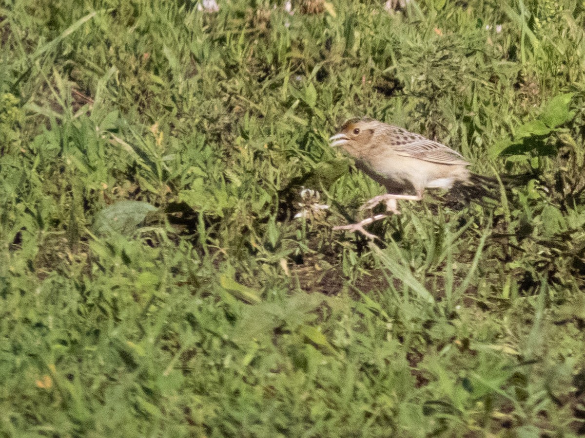 Grasshopper Sparrow - ML620075859