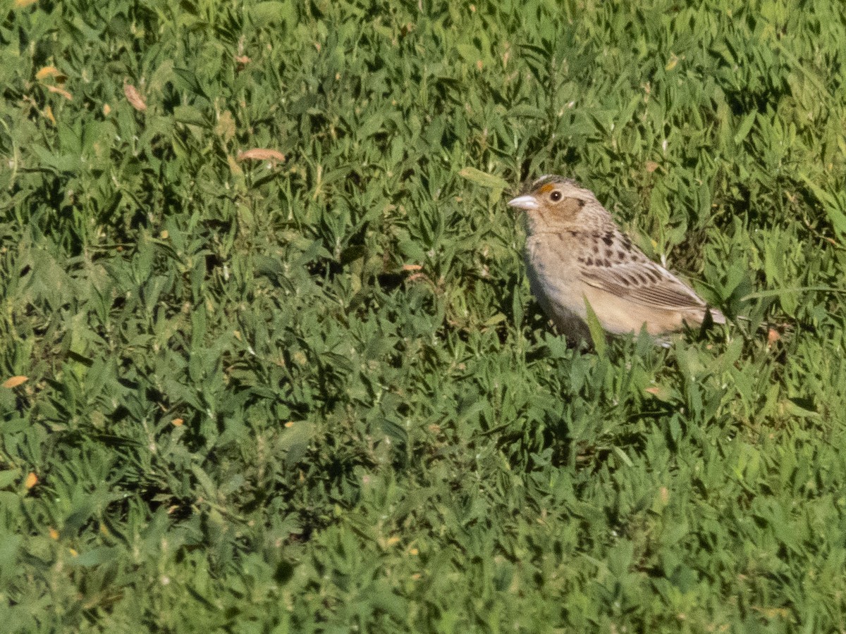 Grasshopper Sparrow - ML620075861