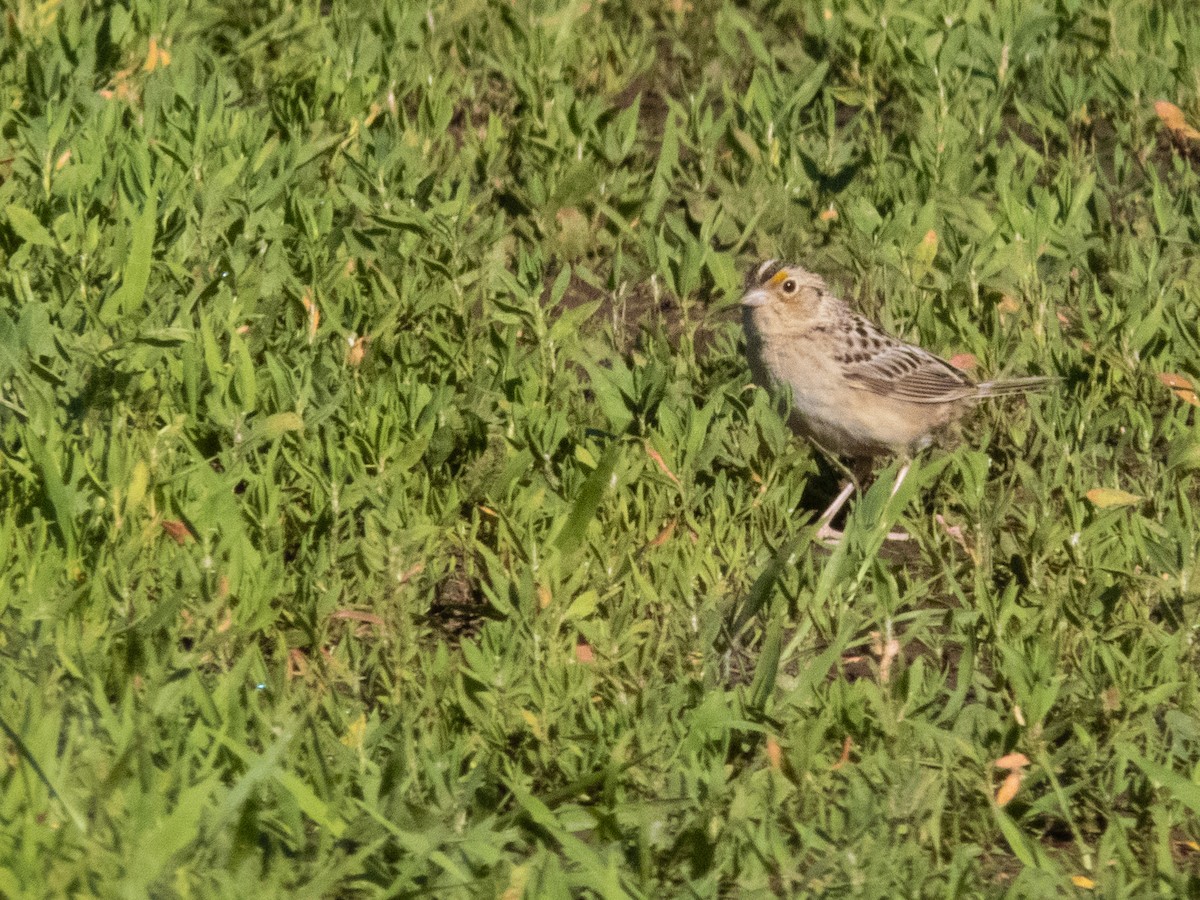 Grasshopper Sparrow - ML620075862