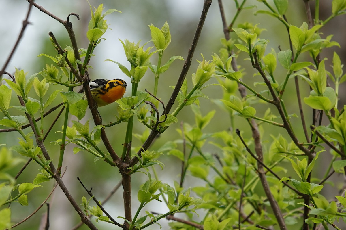 Blackburnian Warbler - ML620075875