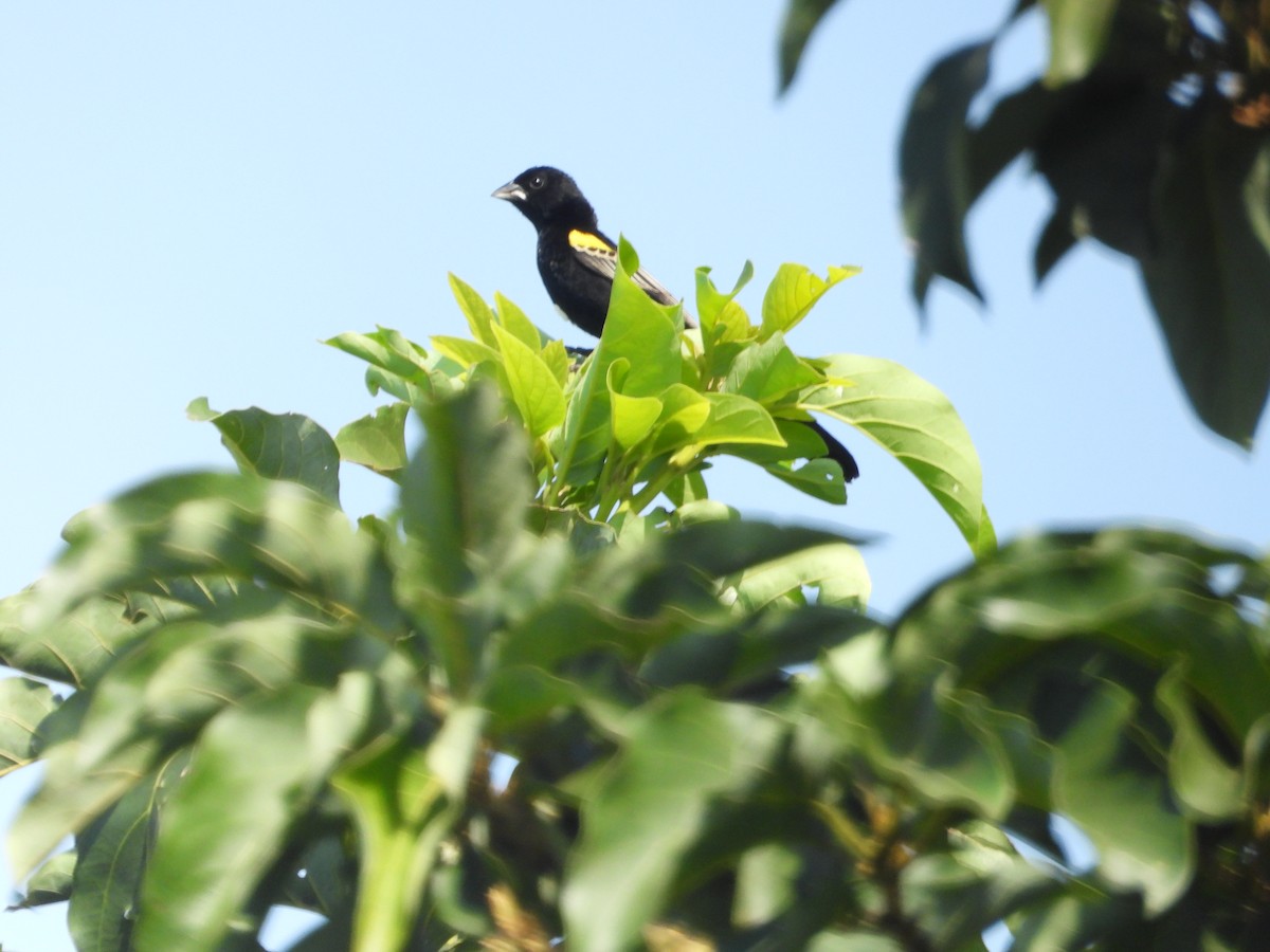 Yellow-mantled Widowbird - ML620075878