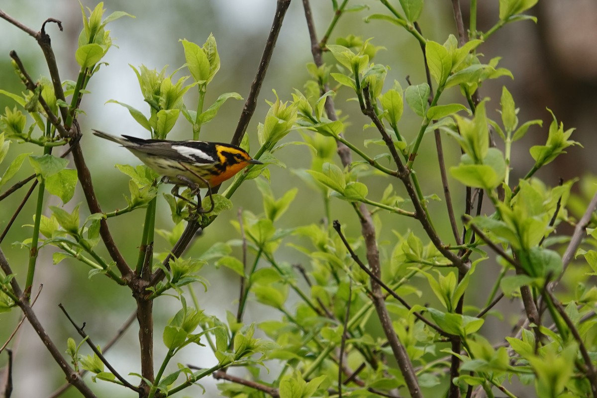 Blackburnian Warbler - ML620075879