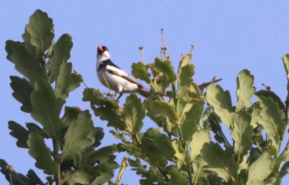 Pin-tailed Whydah - ML620075881