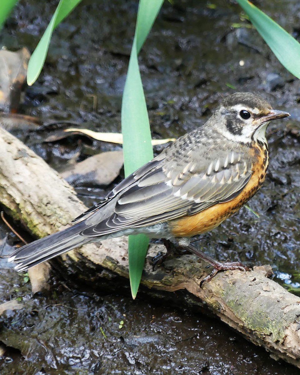 American Robin - ML620075882