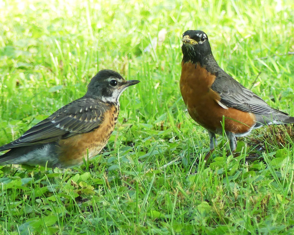 American Robin - ML620075883