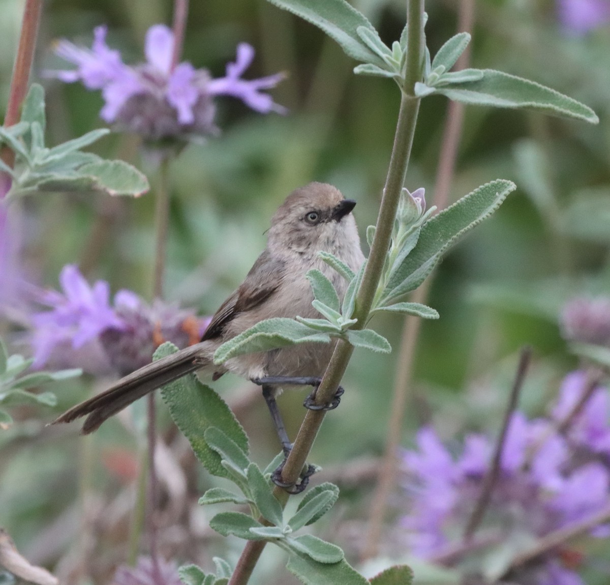 Bushtit - ML620075926