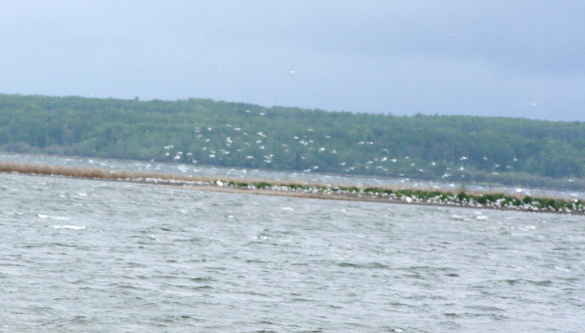 Flussseeschwalbe - ML620075927