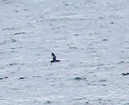 Balearic Shearwater - ML620075937