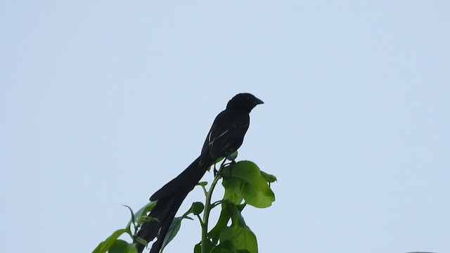 Red-collared Widowbird - ML620075948