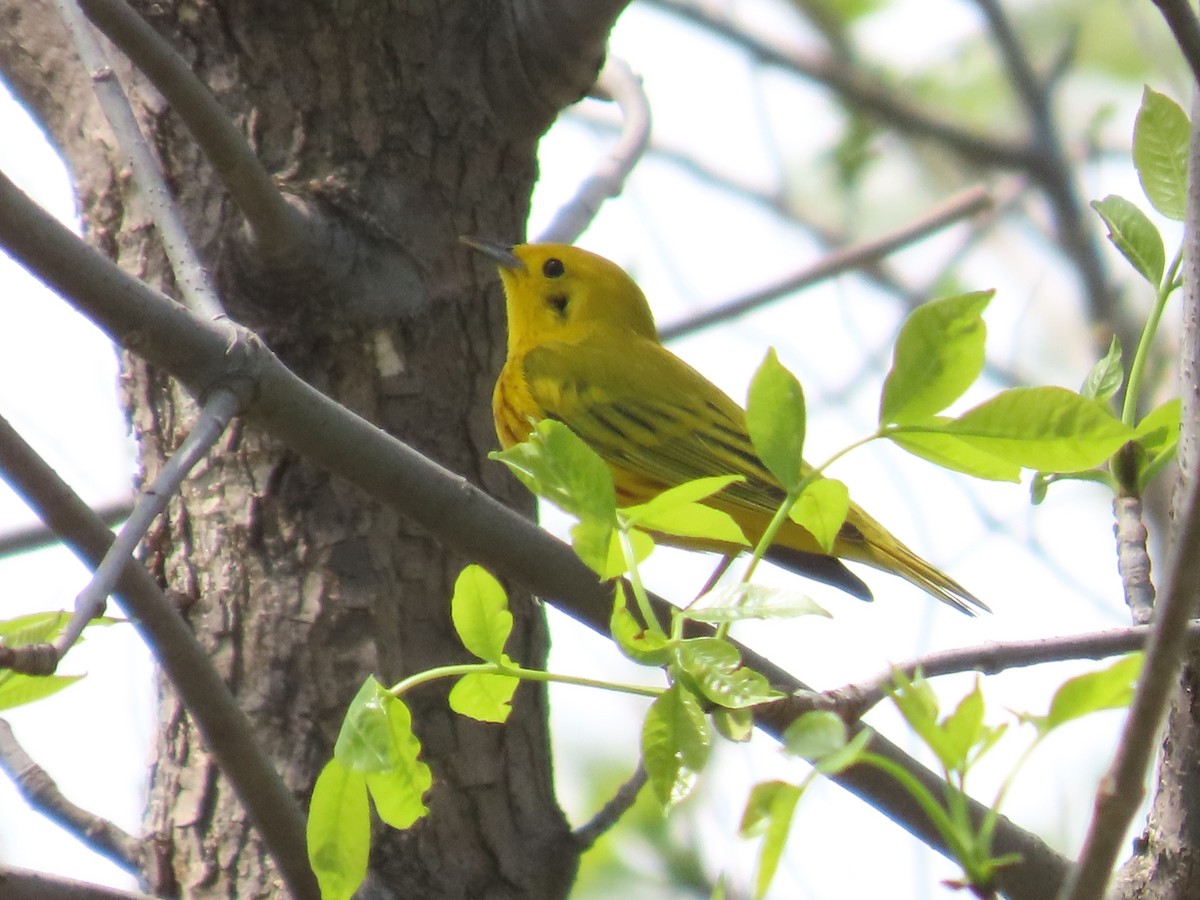 Yellow Warbler - ML620075953