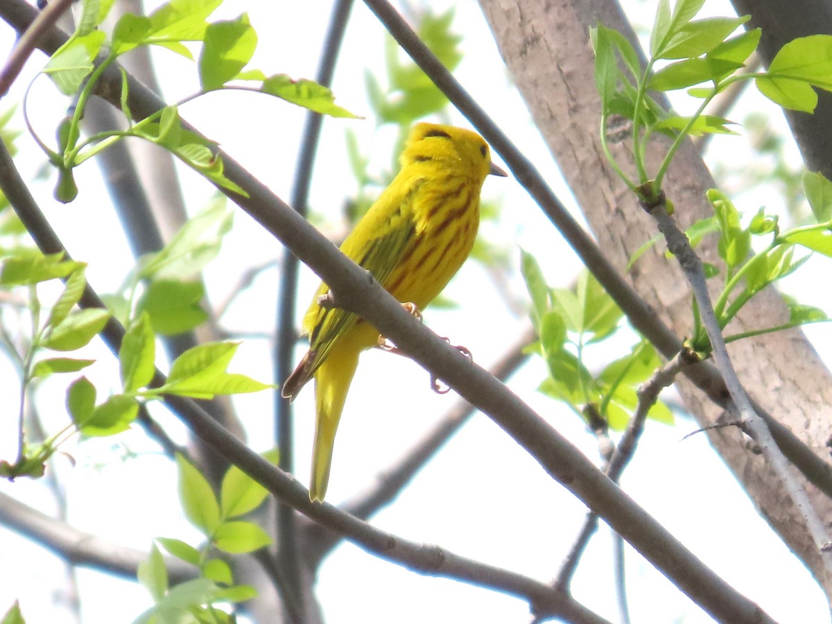 Yellow Warbler - ML620075955