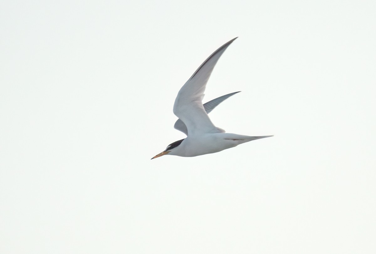 Little Tern - ML620075961