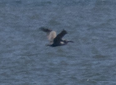Brown Pelican (Atlantic) - ML620075966