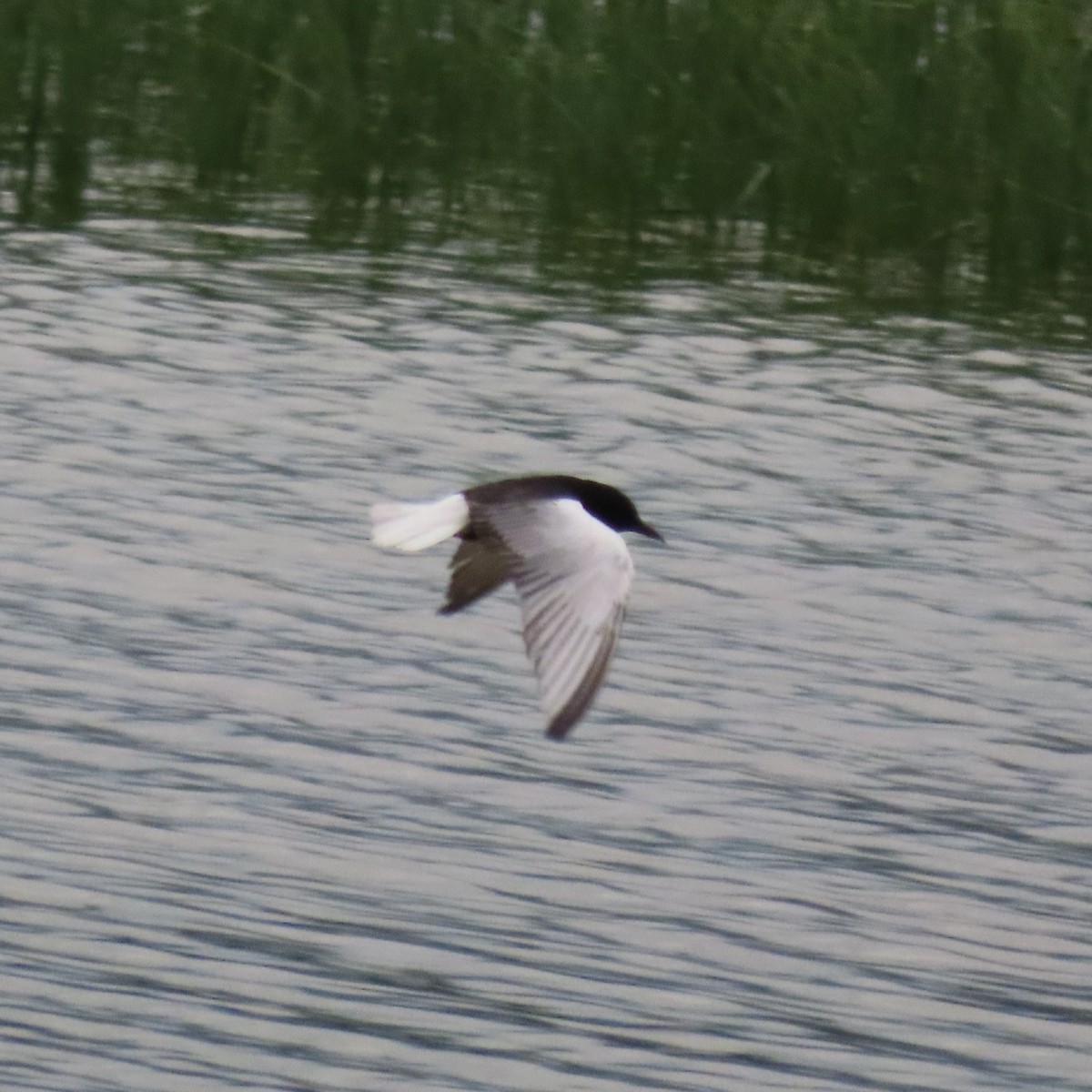 White-winged Tern - ML620075967