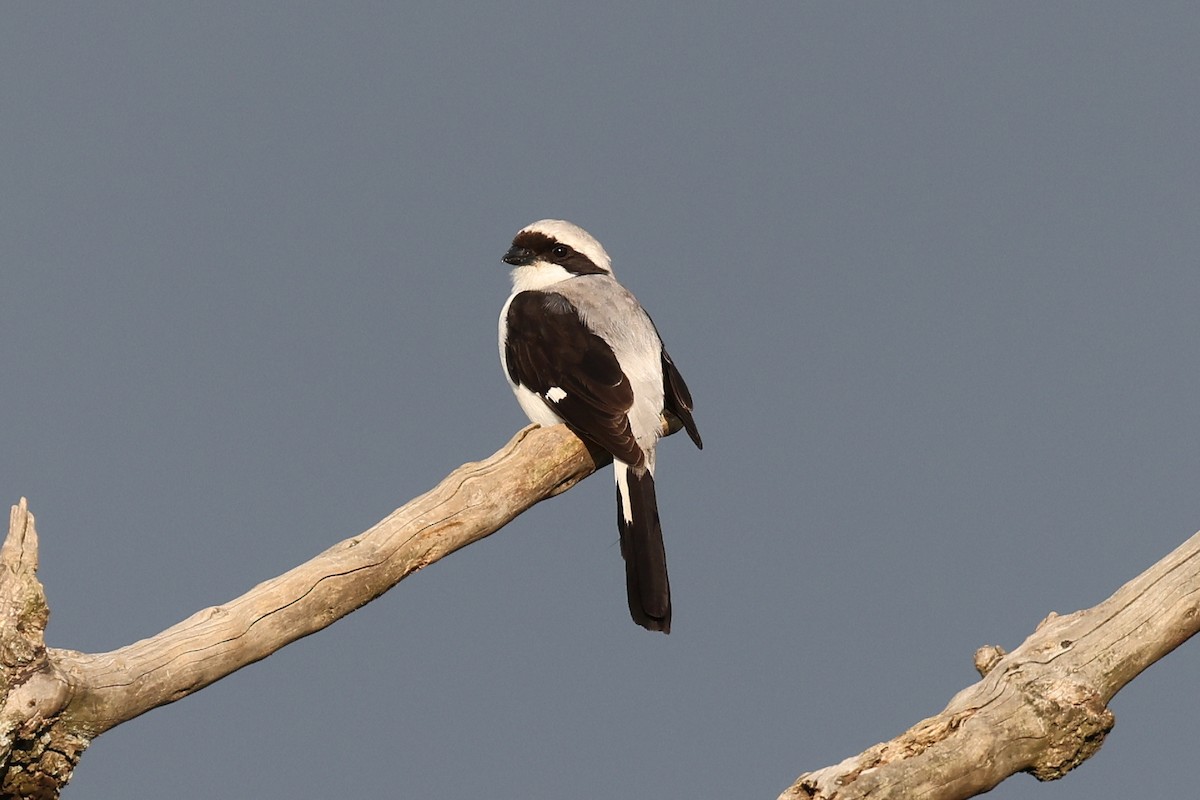 Gray-backed Fiscal - ML620075974