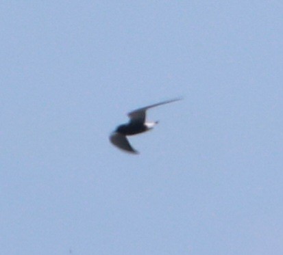 Black Tern - ML620075979