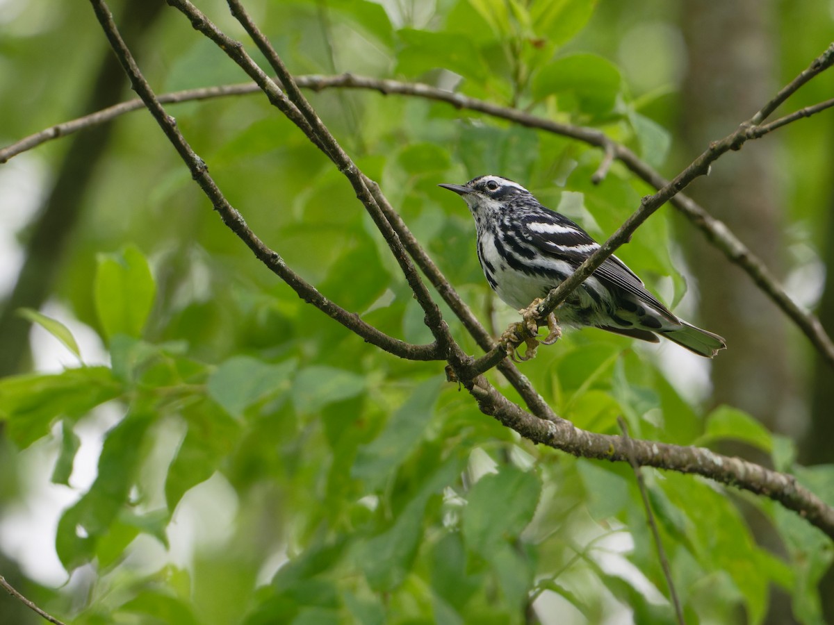 Black-and-white Warbler - ML620075987