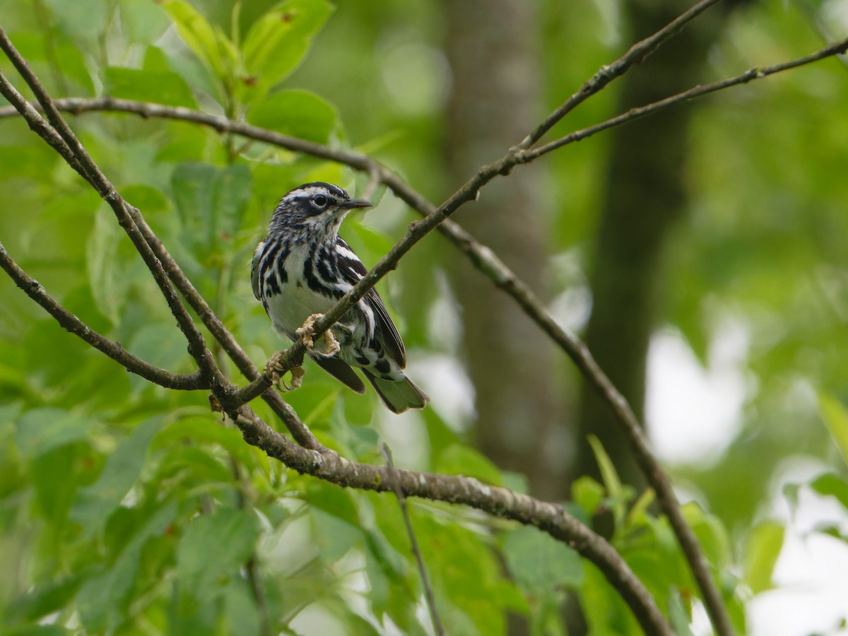 Black-and-white Warbler - ML620075988