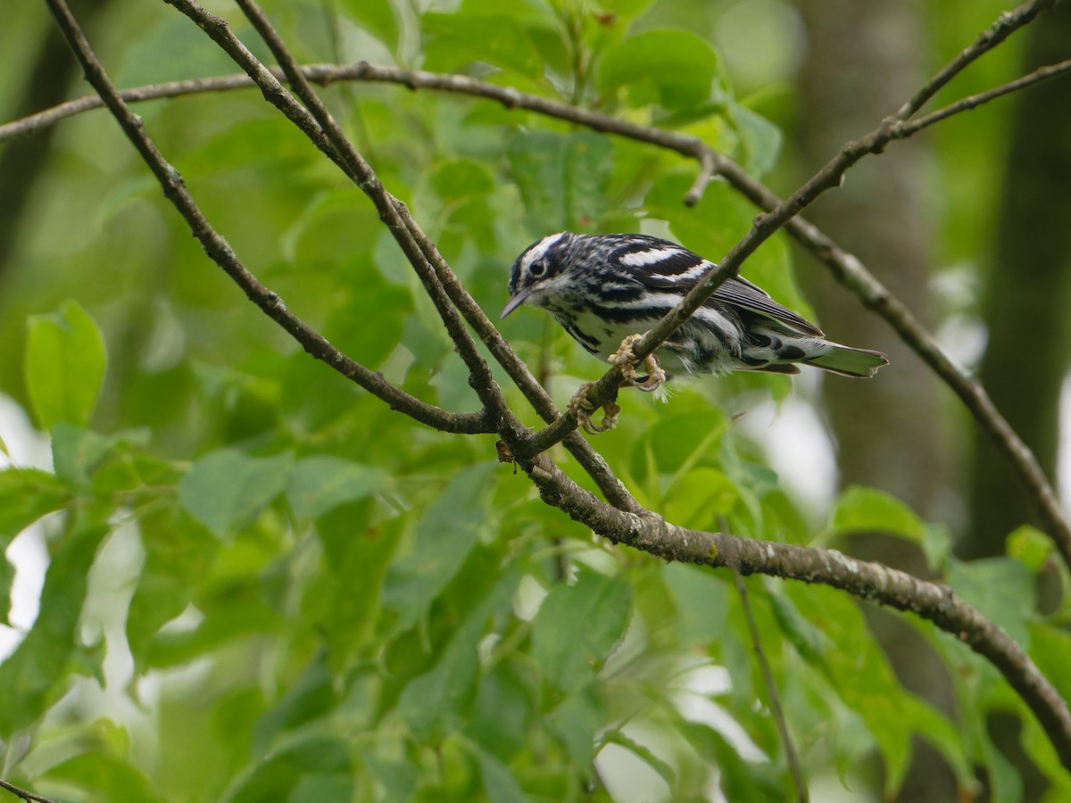 Black-and-white Warbler - ML620075989