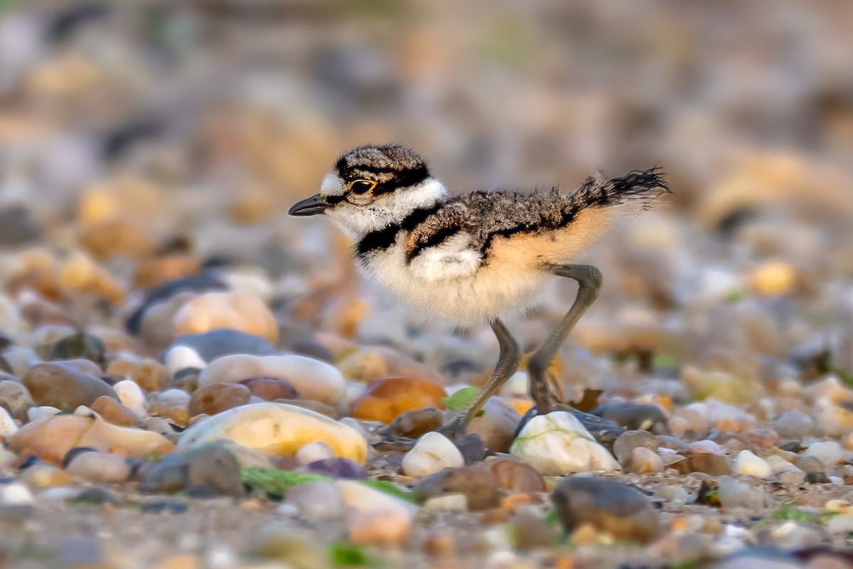 Killdeer - ML620075991