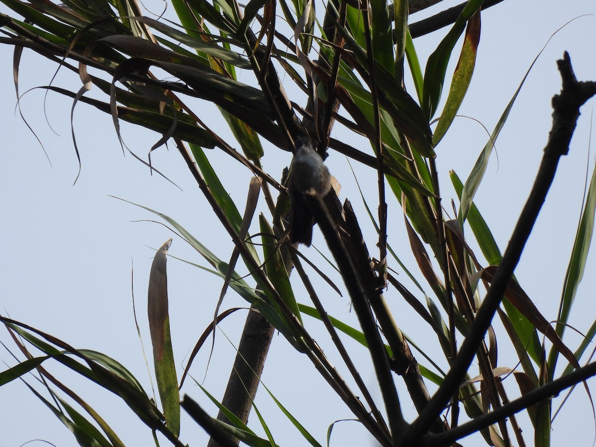 Azure-crowned Hummingbird - ML620075992