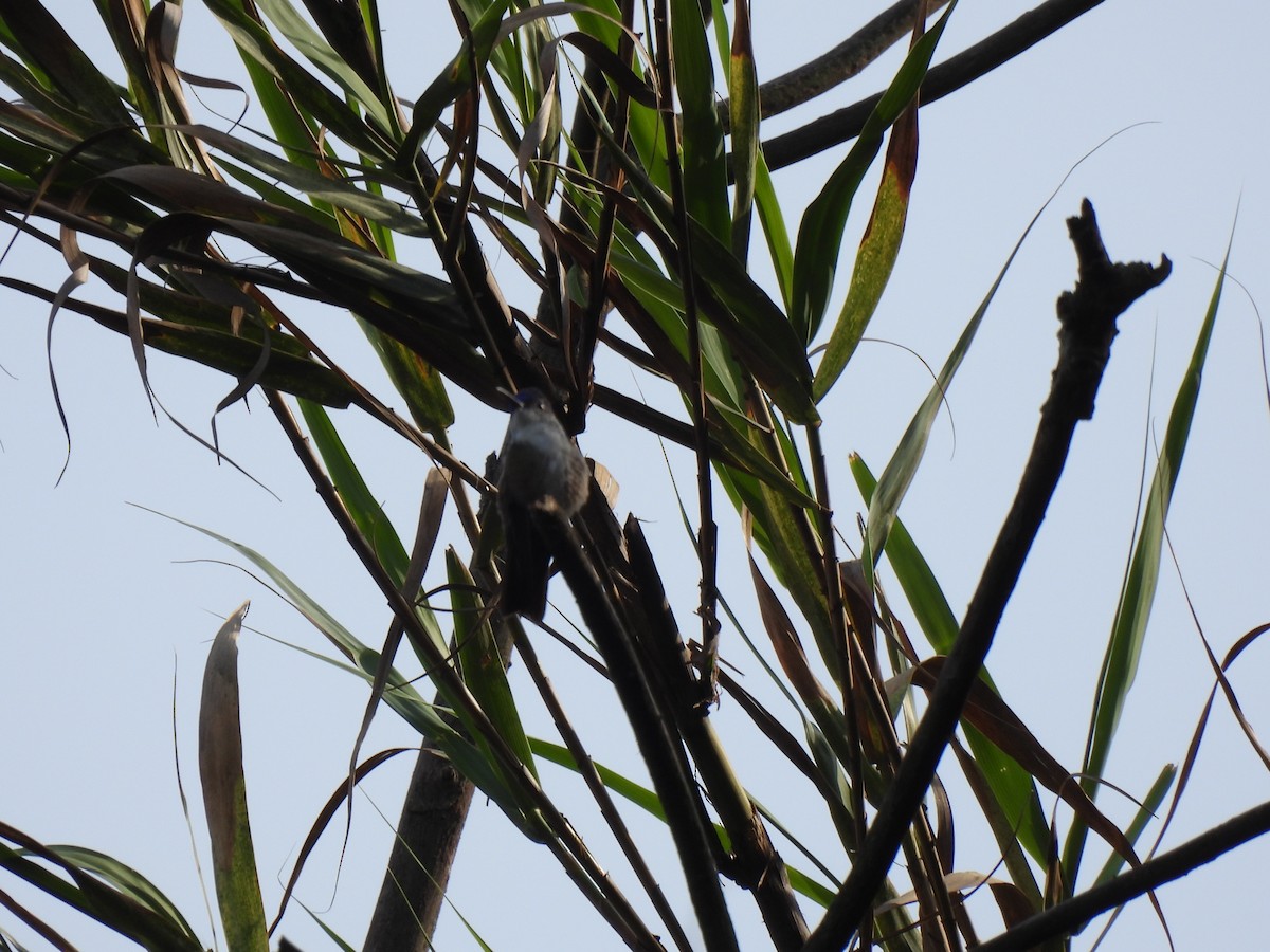 Azure-crowned Hummingbird - ML620075993