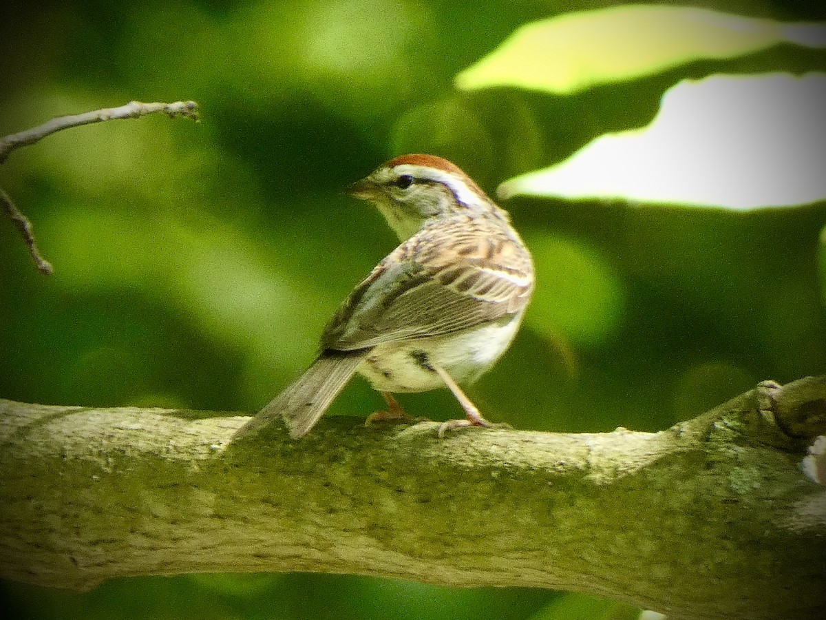 Chipping Sparrow - ML620076000