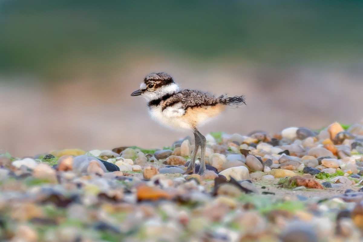 Killdeer - ML620076005