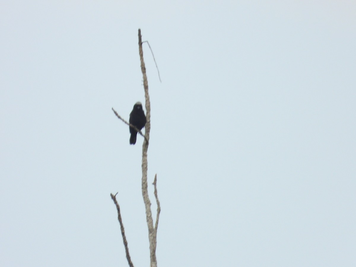 Gray-headed Nigrita - ML620076017