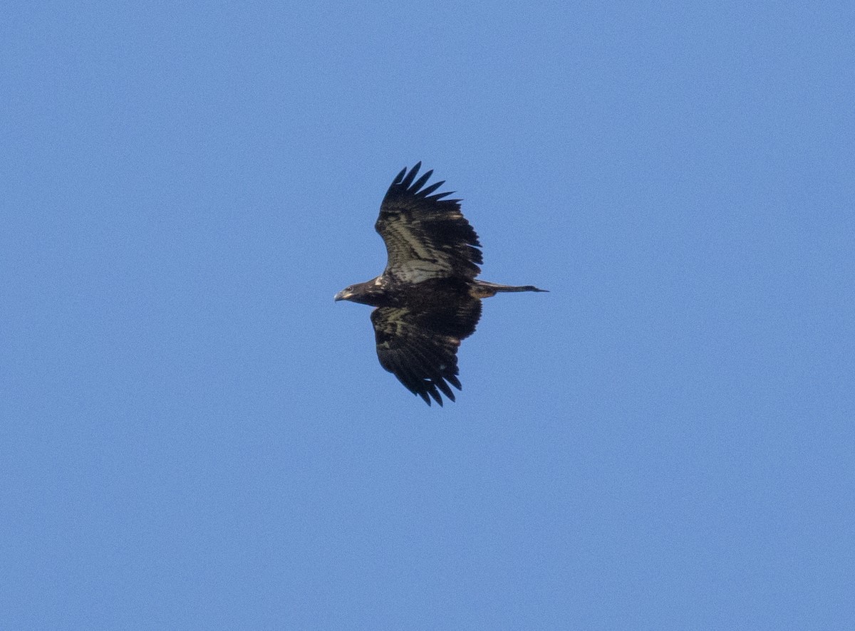 Bald Eagle - ML620076022