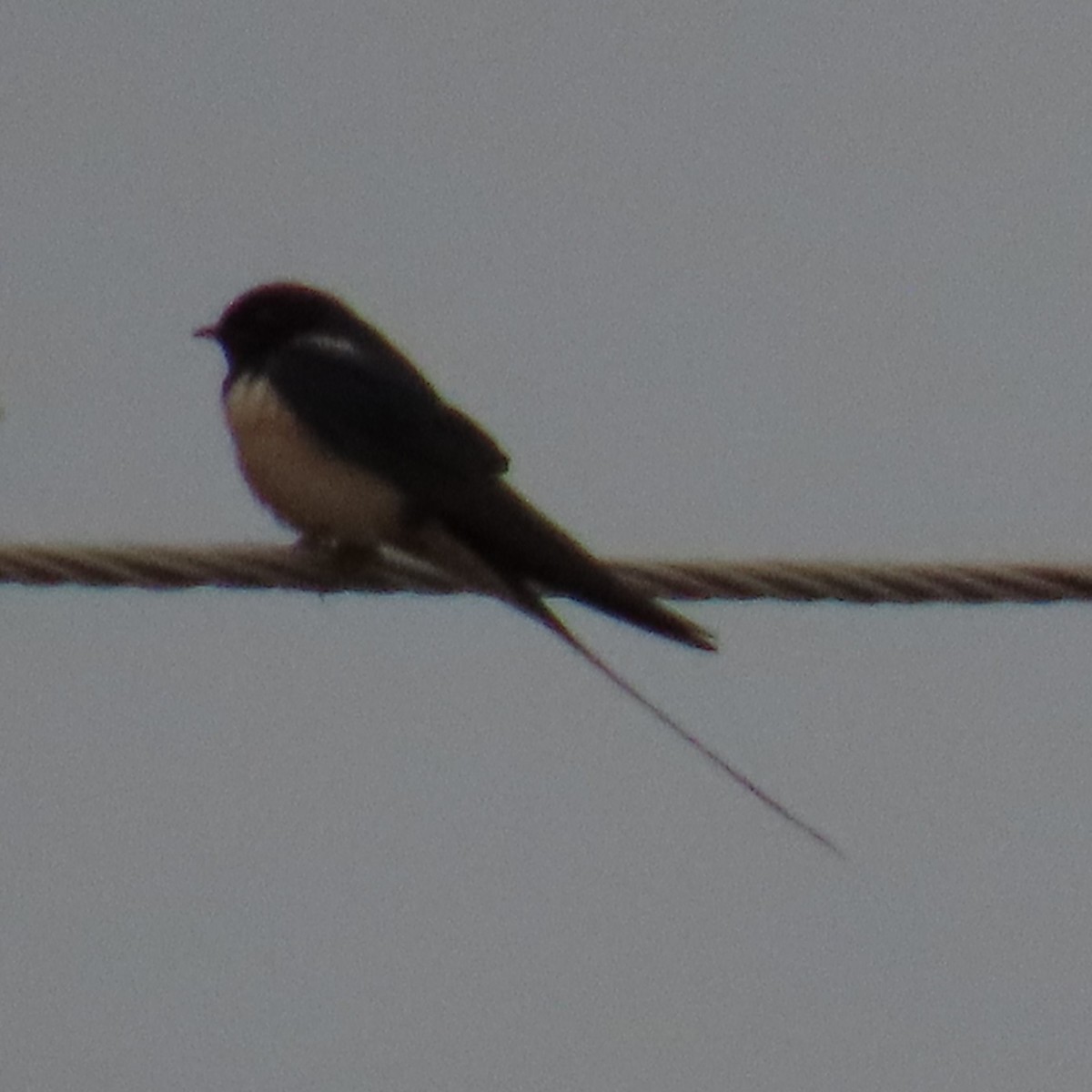 Barn Swallow - ML620076033
