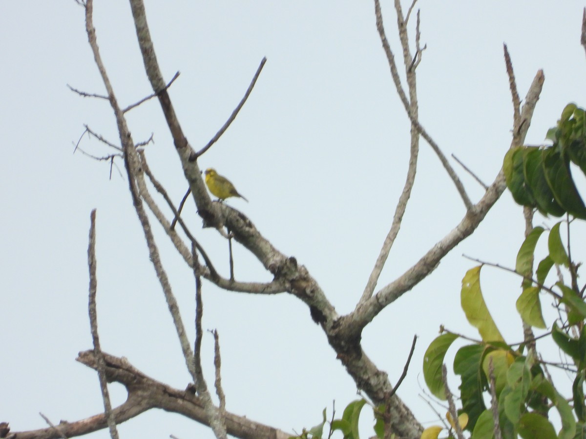 Yellow-fronted Canary - ML620076038