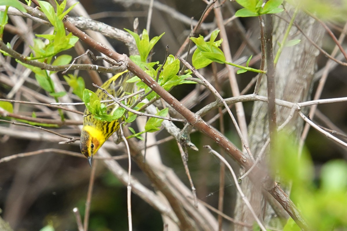 Cape May Warbler - ML620076039