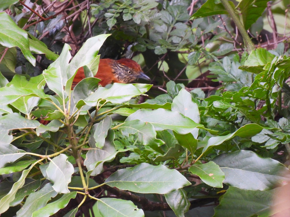 Barred Antshrike - ML620076049