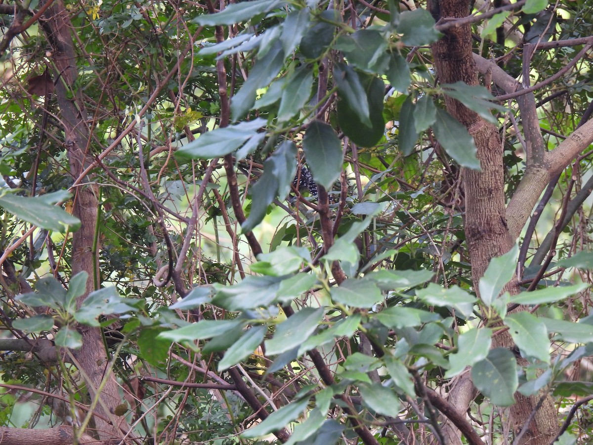 Barred Antshrike - ML620076054