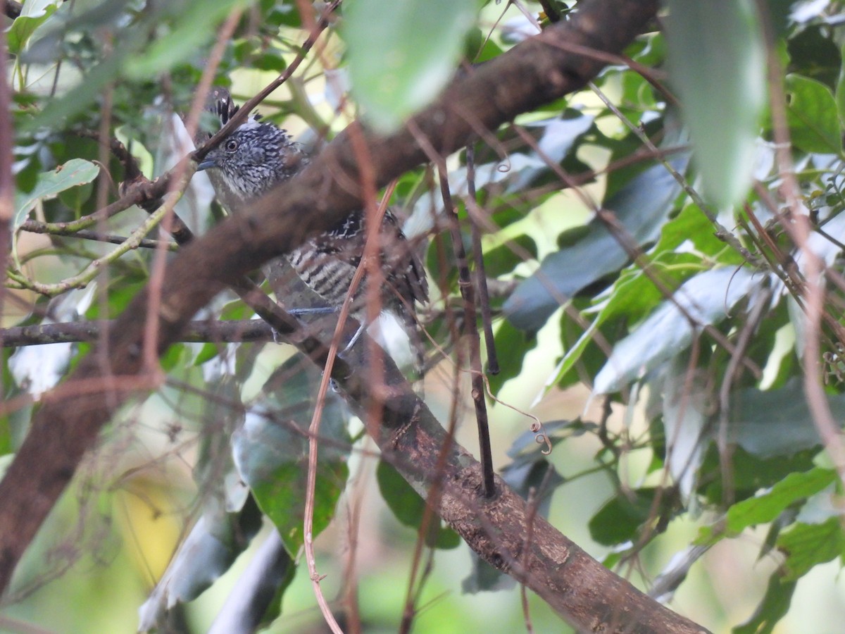 Barred Antshrike - ML620076055