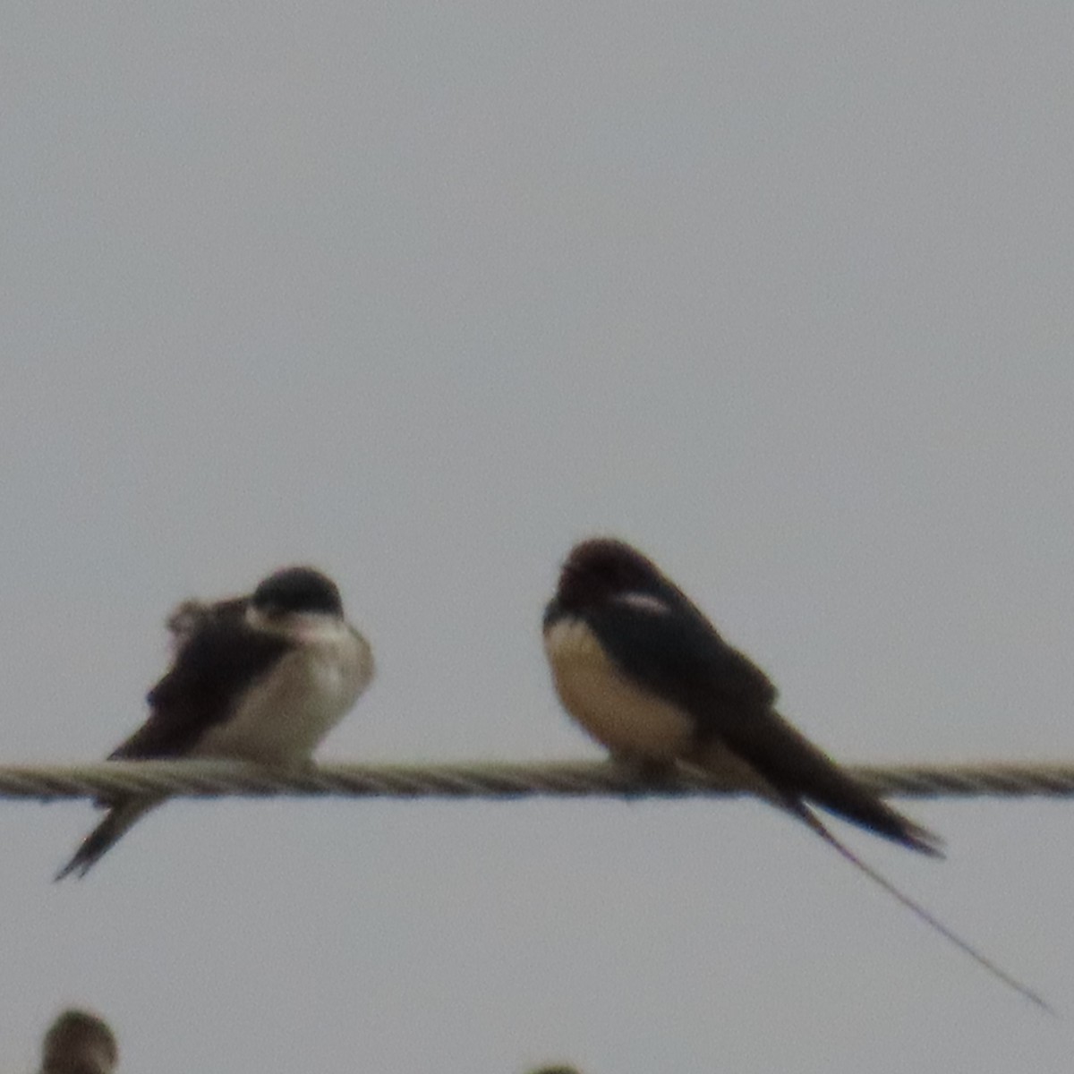 Barn Swallow - ML620076056